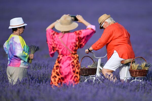 遊客在紫色花海裡拍照。 - 俄羅斯衛星通訊社