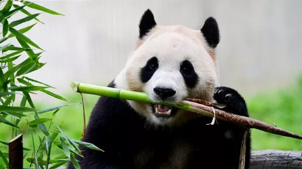 中国大熊猫“晓晓”和“蕾蕾”将于2026年2月前从东京返回中国 - 俄罗斯卫星通讯社