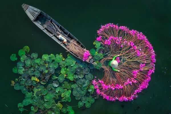 缅甸摄影师Aung Chan Thar的作品《百合花》。俯拍视角，单张摄影。 - 俄罗斯卫星通讯社