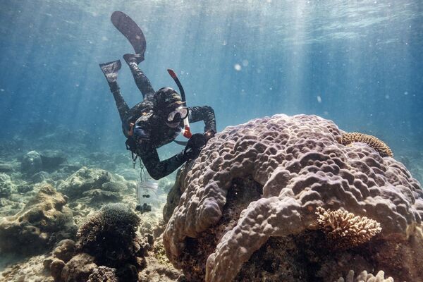 入围作品：扎克莫·奥尔兰多/意大利《我的星球的共生》。David Juszkiewicz 系列。科廷大学分子与生命科学专业博士生，正在对宁格鲁礁沿岸的一个巨大的海蜗牛（Porites bommie）的活珊瑚进行成像。这一步骤是在对珊瑚群取样之前进行的，以便获得与将要采集的样本相关的现场图像。 - 俄罗斯卫星通讯社