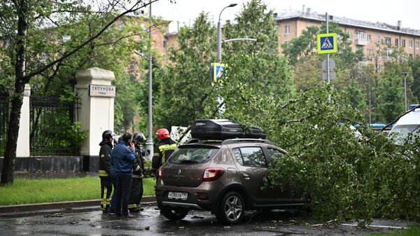 莫斯科大風襲擊致700余大樹倒塌 300多汽車受損 - 俄羅斯衛星通訊社