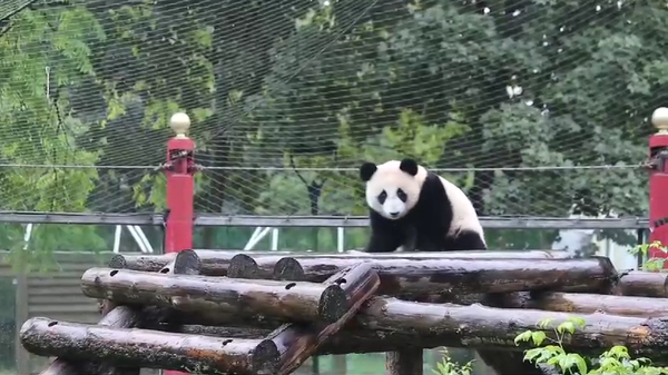 莫斯科動物園園長展示熊貓卡秋莎的雨中漫步 - 俄羅斯衛星通訊社