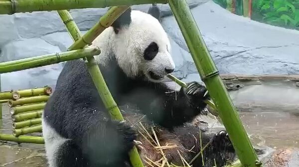 莫斯科動物園的大熊貓丁丁吃掉他的竹桌椅生日禮物 - 俄羅斯衛星通訊社