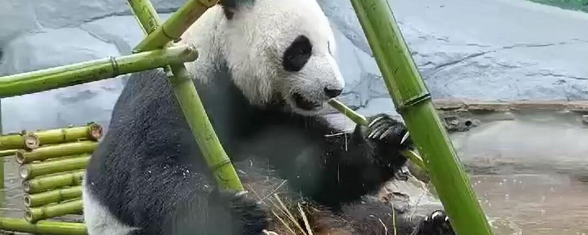 莫斯科動物園的大熊貓丁丁吃掉他的竹桌椅生日禮物 - 俄羅斯衛星通訊社, 1920, 31.07.2024