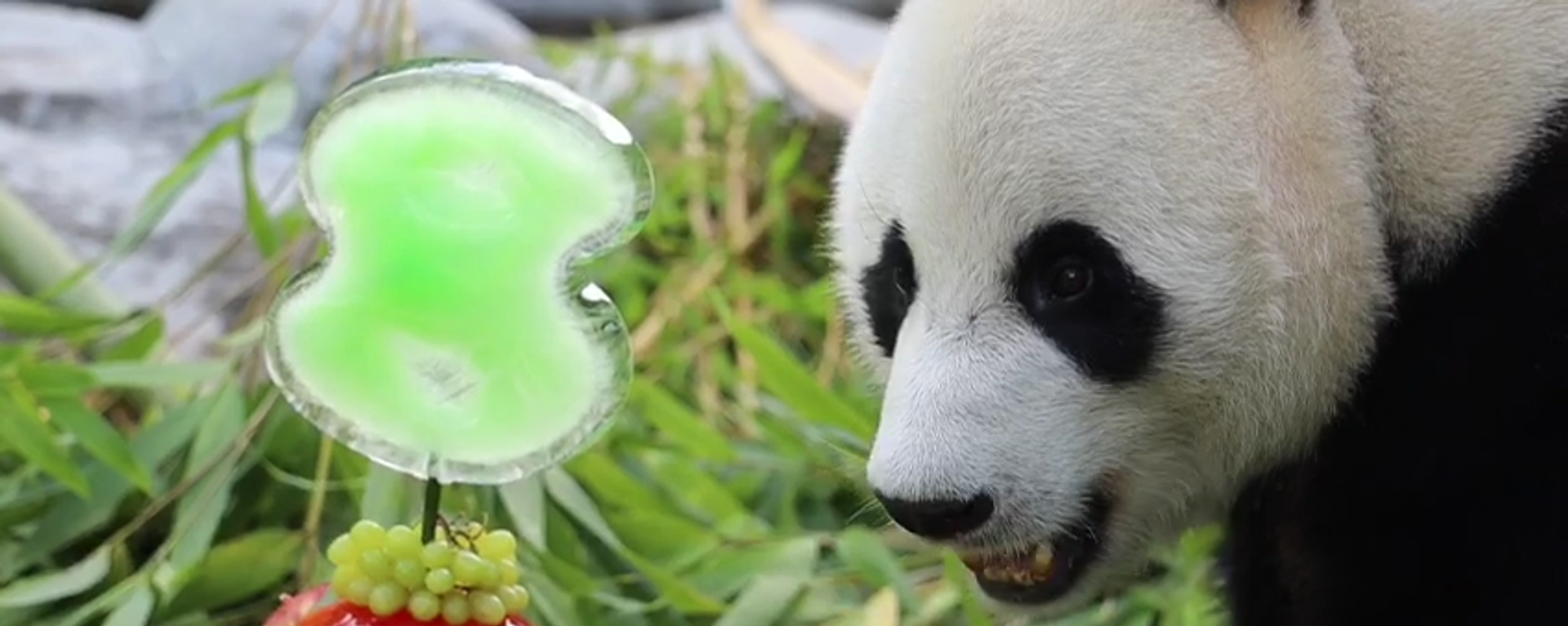 莫斯科動物園製作竹爐和冰蛋糕為大熊貓“如意”慶生 - 俄羅斯衛星通訊社, 1920, 01.08.2024