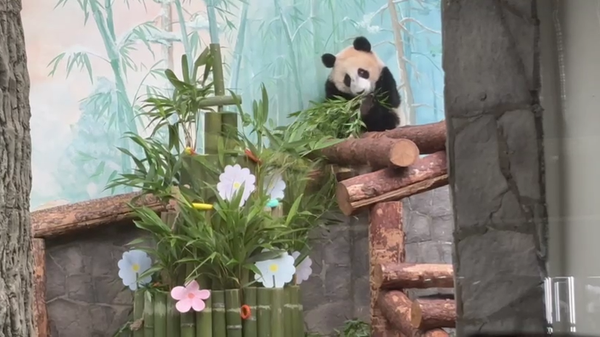 莫斯科動物園為熊貓“喀秋莎”慶生準備生日蛋糕 - 俄羅斯衛星通訊社