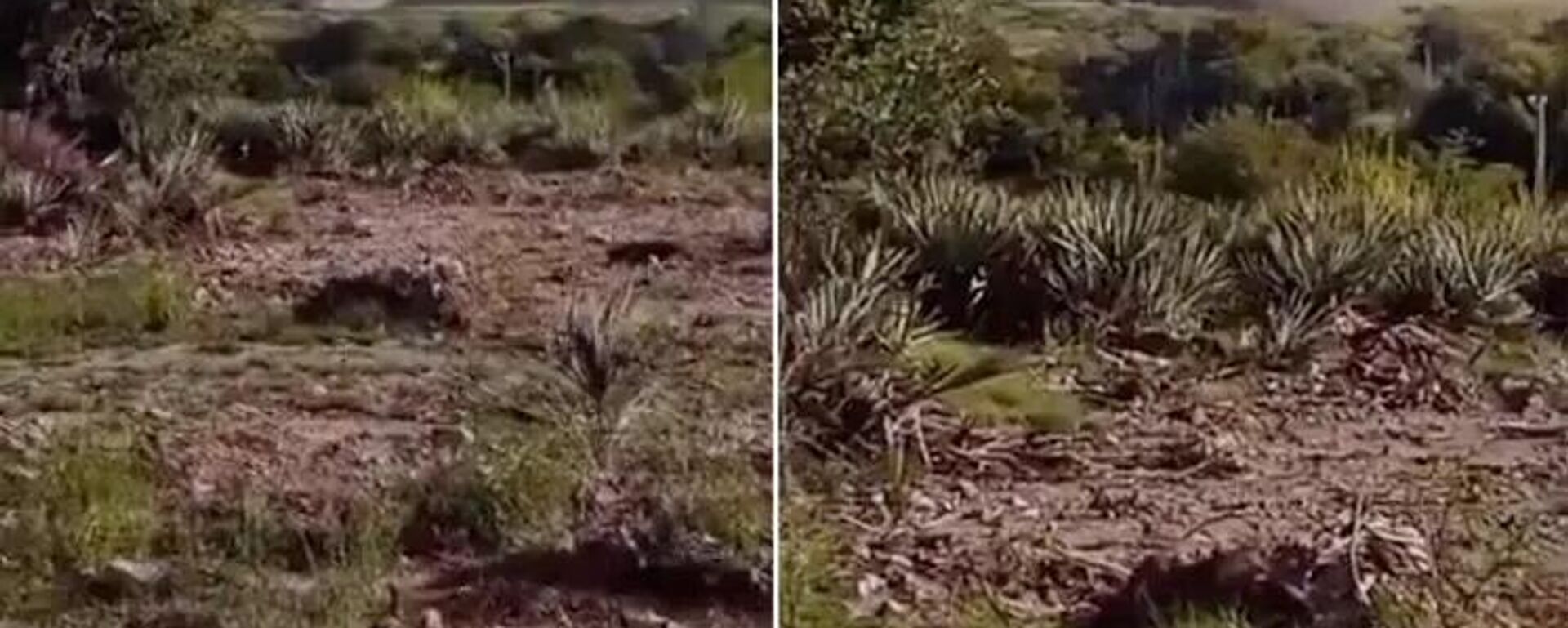 阿富汗和巴基斯坦在边境地区再次爆发武装冲突 - 俄罗斯卫星通讯社, 1920, 04.12.2025