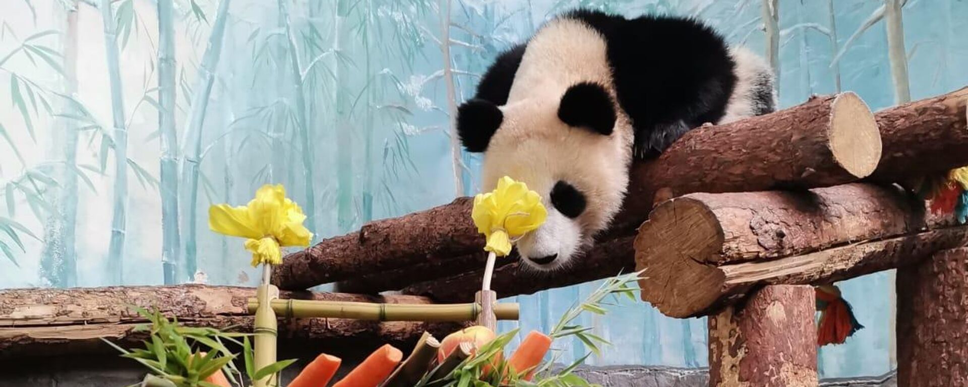 大熊貓“喀秋莎” - 俄羅斯衛星通訊社, 1920, 24.08.2025