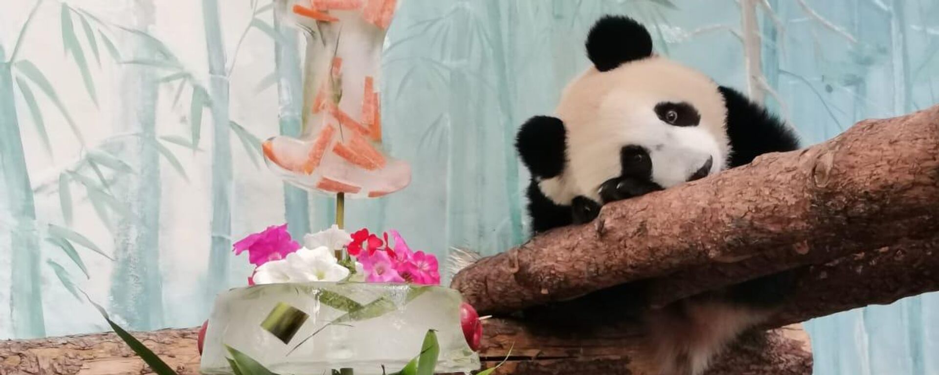 莫斯科动物园大熊猫“喀秋莎”胃口和独立性良好 - 俄罗斯卫星通讯社, 1920, 06.05.2025