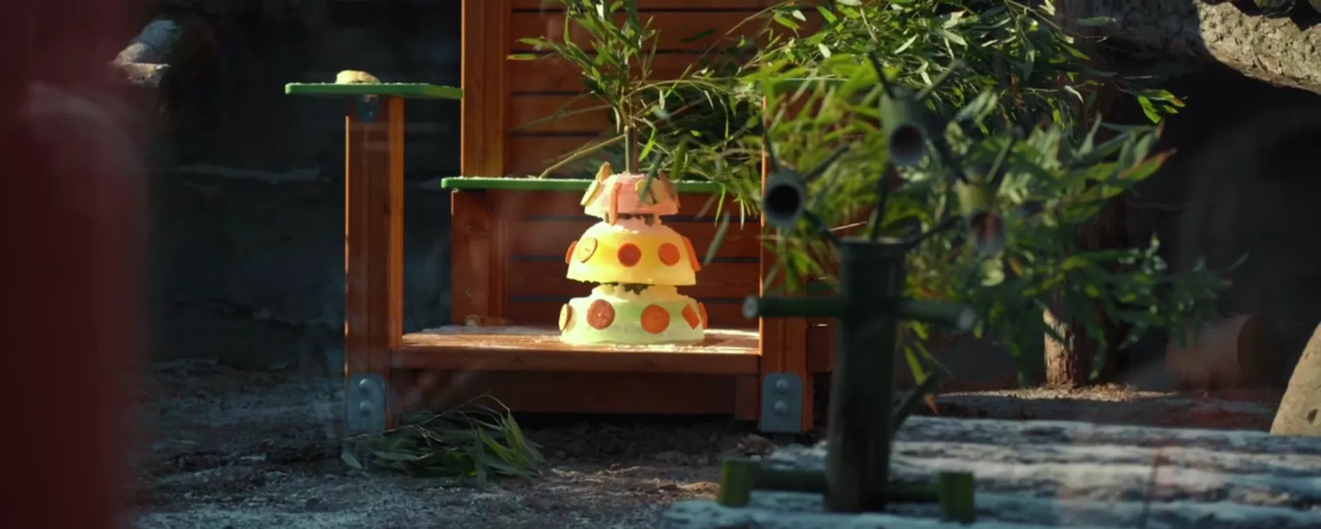 中国专家代表团高度评价莫斯科动物园大熊猫饲养条件 - 俄罗斯卫星通讯社, 1920, 24.12.2025