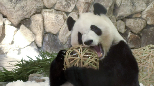 中国外交部：四只旅居日本大熊猫将于6月启程返回 - 俄罗斯卫星通讯社