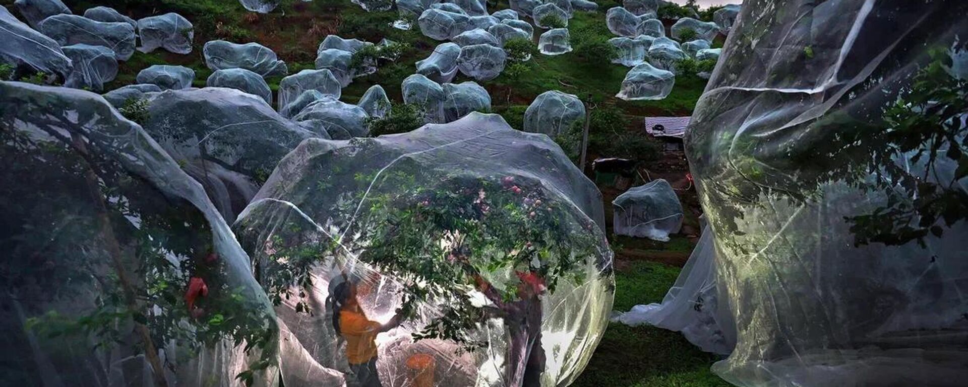 Fruit trees growing in tents - 俄罗斯卫星通讯社, 1920, 17.06.2025