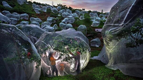 Fruit trees growing in tents - 俄羅斯衛星通訊社