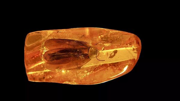 加里宁格勒出土了一块距今约3500万至4000万年的琥珀，内含一只保存完整的史前蟑螂化石 - 俄罗斯卫星通讯社