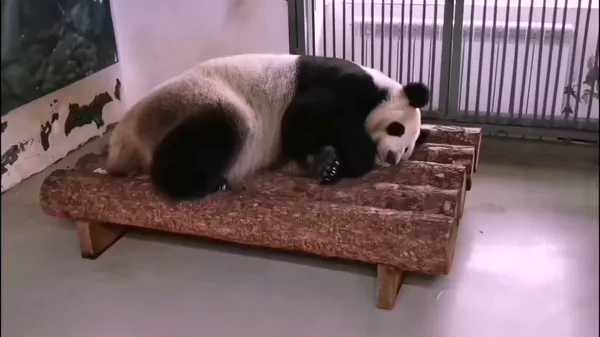 莫斯科動物園大熊貓在高溫天氣下將更多時間待在室內館捨 - 俄羅斯衛星通訊社