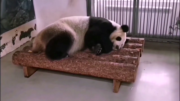 莫斯科動物園大熊貓在高溫天氣下將更多時間待在室內館捨 - 俄羅斯衛星通訊社