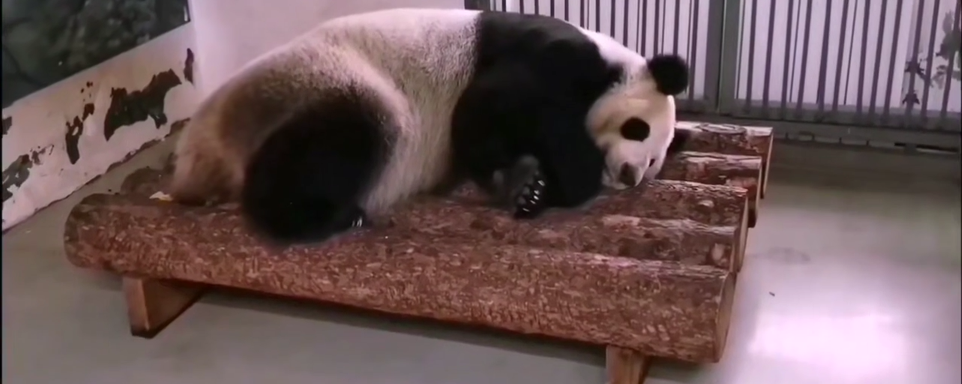 莫斯科動物園大熊貓在高溫天氣下將更多時間待在室內館捨 - 俄羅斯衛星通訊社, 1920, 09.07.2025