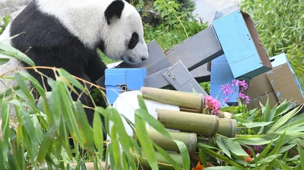 莫斯科動物園為大熊貓“丁丁”送上15公斤的生日蛋糕 - 俄羅斯衛星通訊社