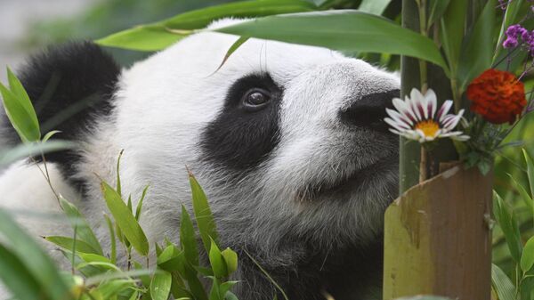 韩中约定加强熊猫合作 - 俄罗斯卫星通讯社