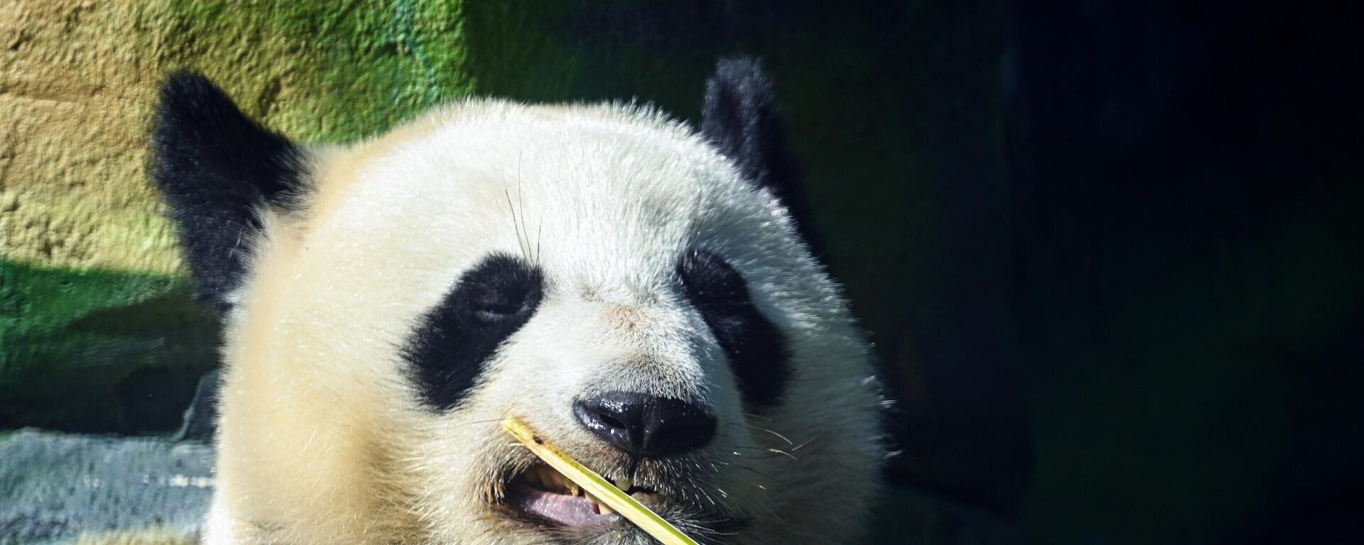 大熊猫“如意”庆生会在莫斯科动物园举行 - 俄罗斯卫星通讯社, 1920, 01.08.2025