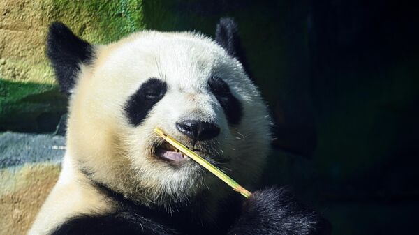 大熊貓“如意”慶生會在莫斯科動物園舉行 - 俄羅斯衛星通訊社