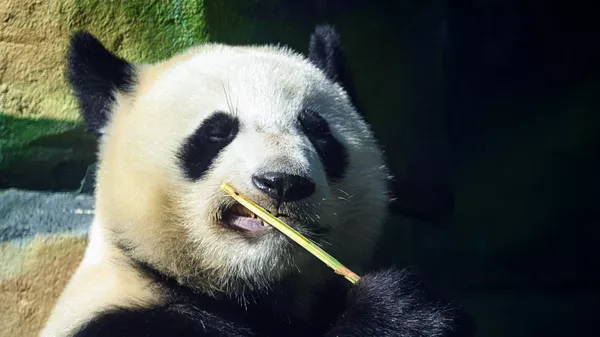 大熊猫“如意”庆生会在莫斯科动物园举行 - 俄罗斯卫星通讯社