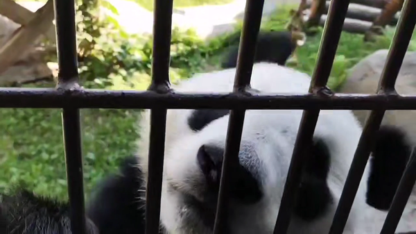 大熊猫“喀秋莎”已经适应独立生活 - 俄罗斯卫星通讯社