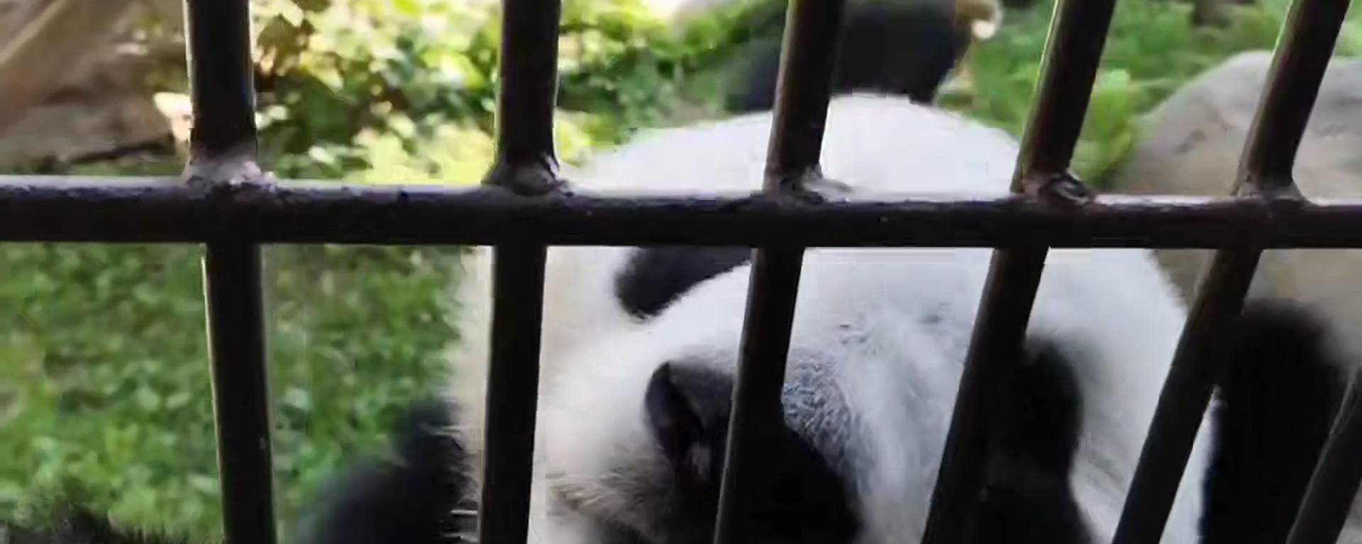 大熊貓“喀秋莎”已經適應獨立生活 - 俄羅斯衛星通訊社, 1920, 03.08.2025
