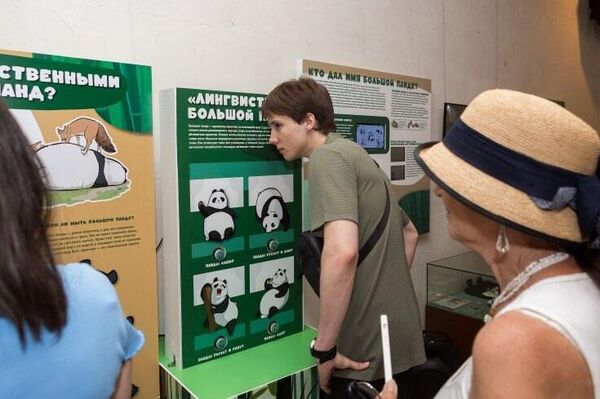 В Дарвиновском музее открылась выставка Замечательная большая панда - 俄罗斯卫星通讯社