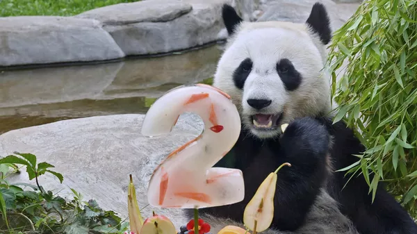 8月24日大熊猫喀秋莎刚满两岁 - 俄罗斯卫星通讯社