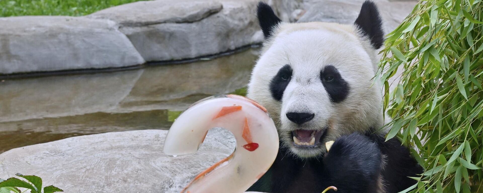 8月24日大熊猫喀秋莎刚满两岁 - 俄罗斯卫星通讯社, 1920, 25.08.2025