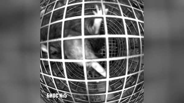 俄科院：“生物型-M”2号生物卫星上的小鼠状态良好 - 俄罗斯卫星通讯社