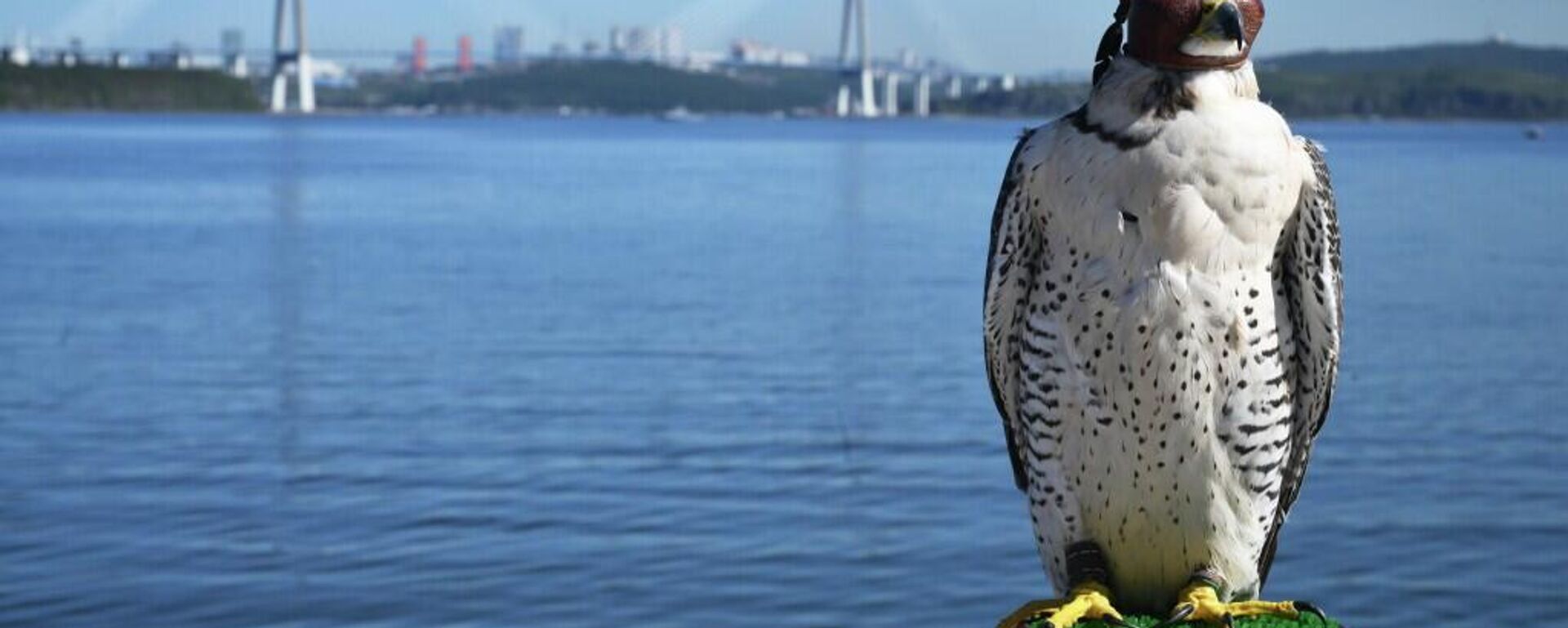 “游隼之家”展馆在东方经济论坛正式揭幕 - 俄罗斯卫星通讯社, 1920, 04.09.2025