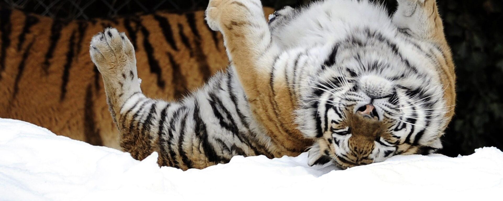 俄专家：中国在保护阿穆尔虎方面取得进展 - 俄罗斯卫星通讯社, 1920, 06.09.2025