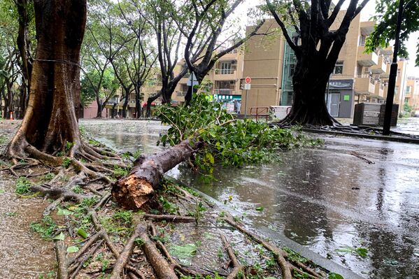 中国香港，2025年9月24日：台风&quot;桦加沙&quot;袭击香港期间，一棵树木倒在街道上。香港已悬挂十号风球，全城正严阵以待2025年这场强台风。 - 俄罗斯卫星通讯社
