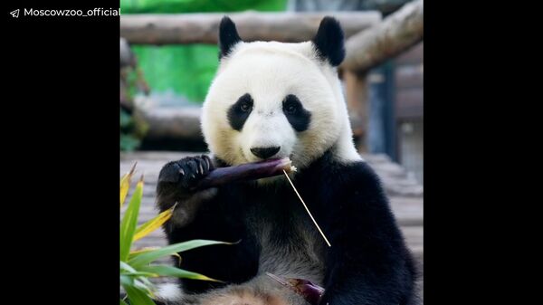 莫斯科动物园大熊猫卡秋莎于中国国庆之日获赠礼物 - 俄罗斯卫星通讯社