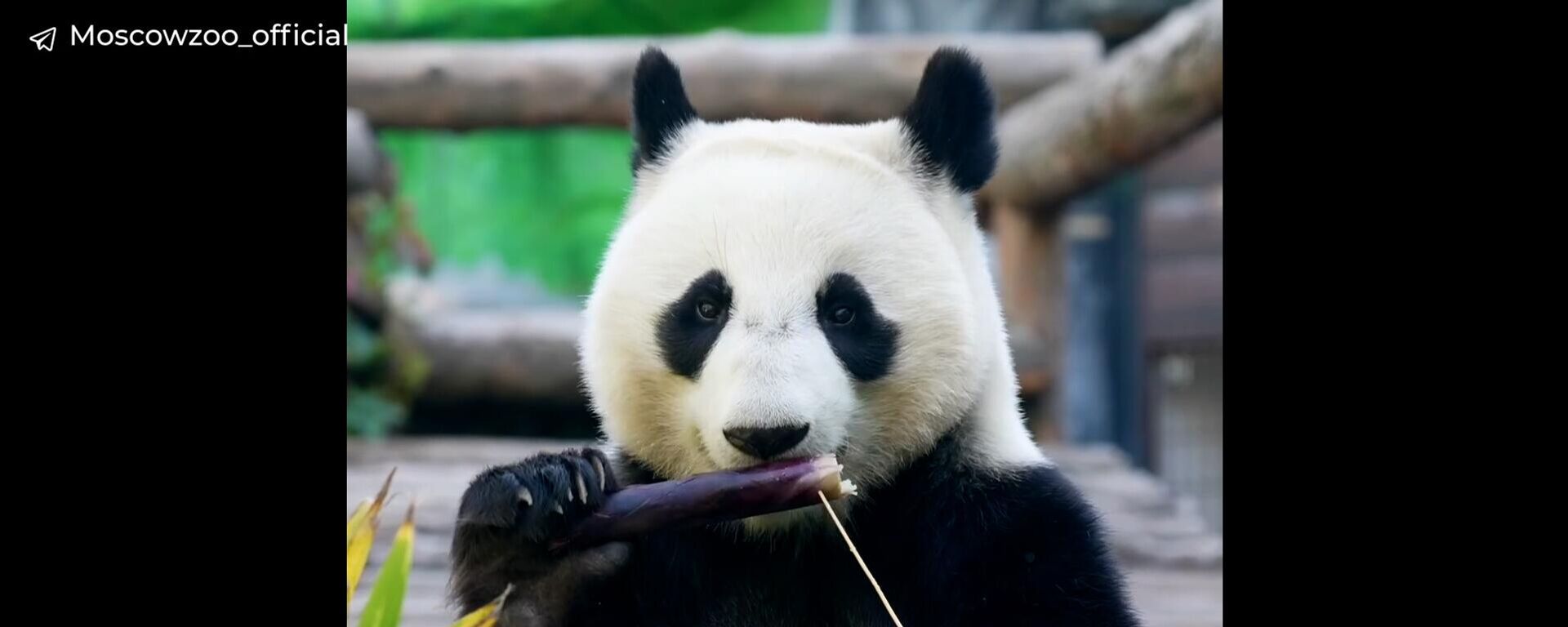 莫斯科动物园大熊猫卡秋莎于中国国庆之日获赠礼物 - 俄罗斯卫星通讯社, 1920, 02.10.2025