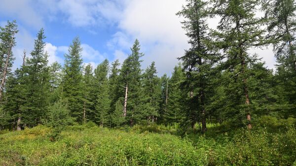 Камчатка - 俄罗斯卫星通讯社