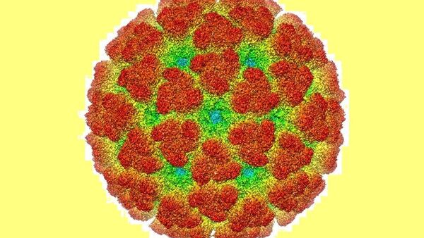 基孔肯雅熱病毒 - 俄羅斯衛星通訊社