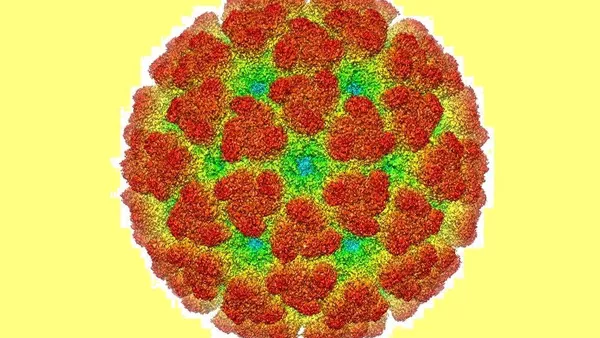 基孔肯雅热病毒 - 俄罗斯卫星通讯社