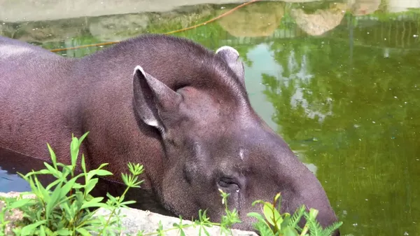 莫斯科动物园长寿貘“苏”离世，享年37岁 - 俄罗斯卫星通讯社