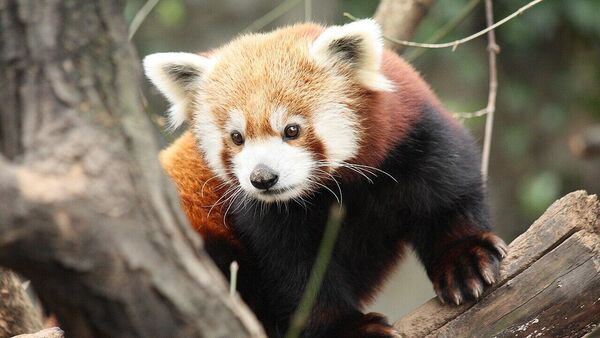 小熊猫 - 俄罗斯卫星通讯社