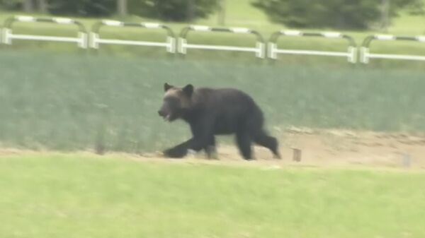 野生棕熊在日本札幌襲擊人（資料圖片） - 俄羅斯衛星通訊社