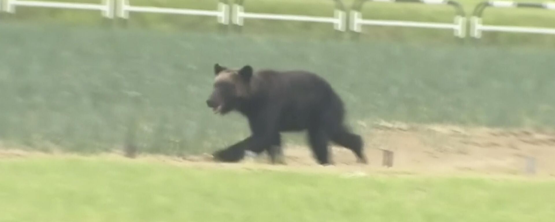 野生棕熊在日本札幌襲擊人（資料圖片） - 俄羅斯衛星通訊社, 1920, 05.11.2025