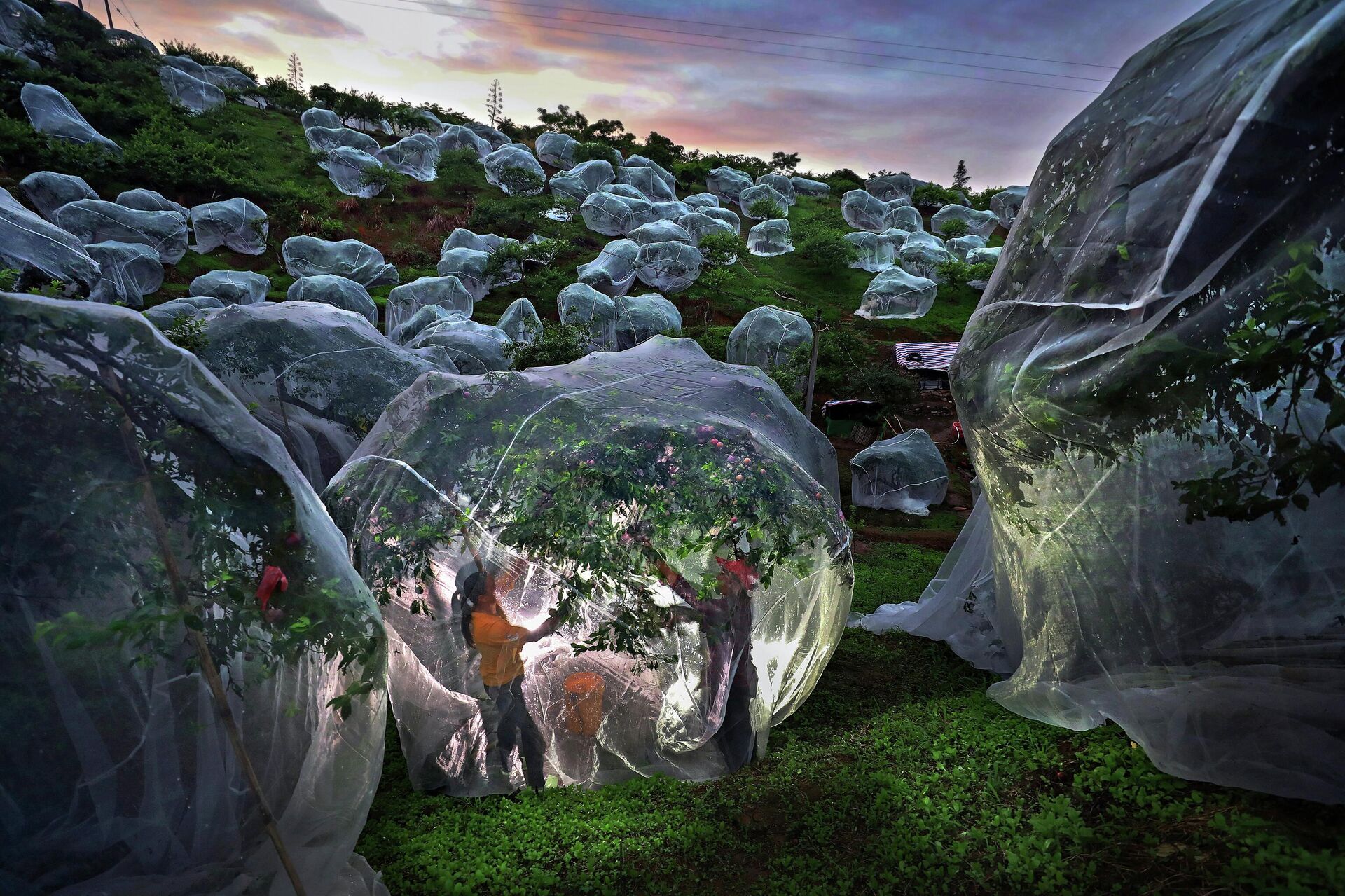 Фруктовые деревья под тентами - 俄羅斯衛星通訊社, 1920, 18.11.2025