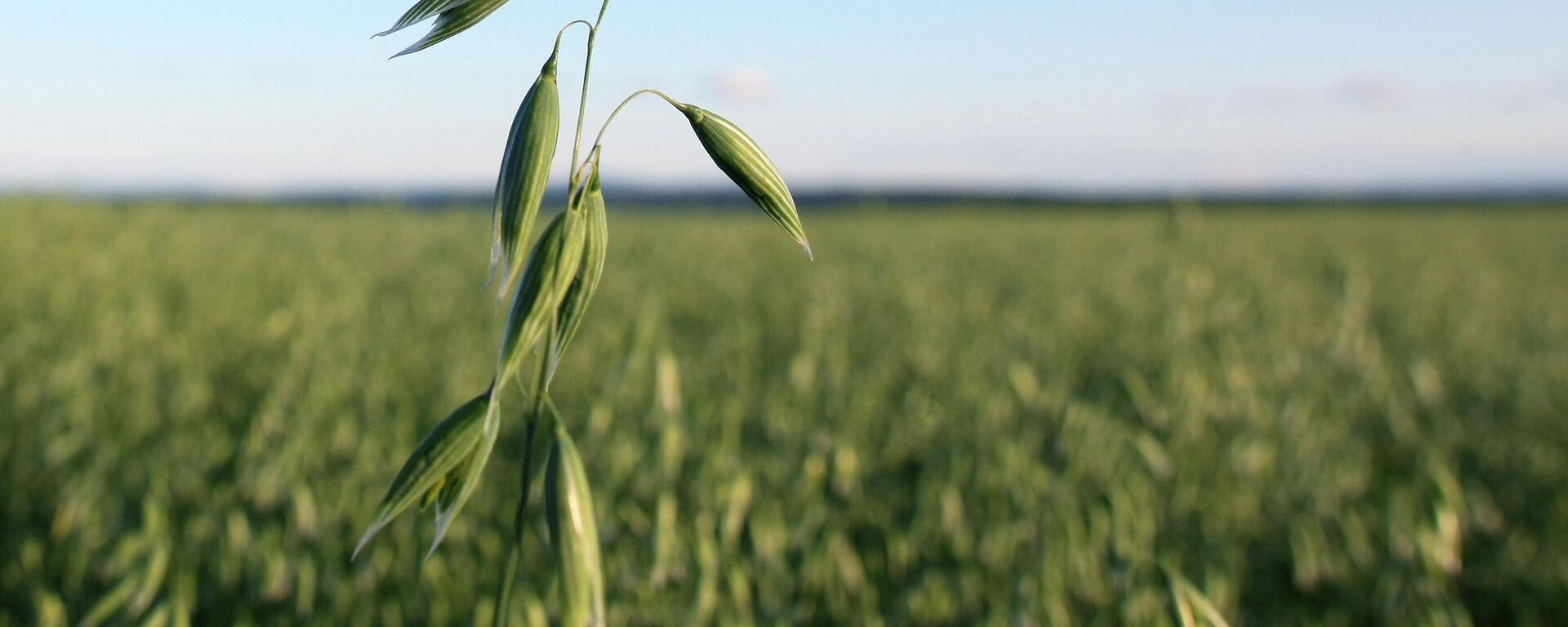 俄农产品出口发展中心：2025年中国成为俄罗斯燕麦最大进口国 - 俄罗斯卫星通讯社, 1920, 15.01.2026