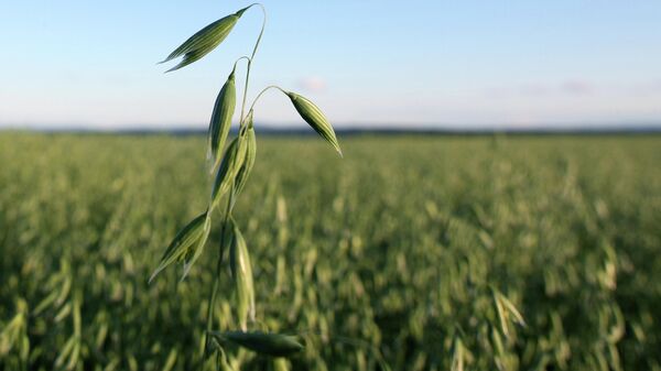 燕麥 - 俄羅斯衛星通訊社