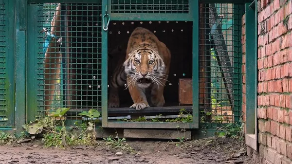 两只阿穆尔虎雌虎落户莫斯科珍稀动物繁育中心 - 俄罗斯卫星通讯社
