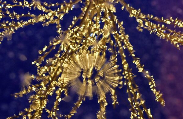 圣彼得堡圣易萨克广场的“光之花园”。 - 俄罗斯卫星通讯社