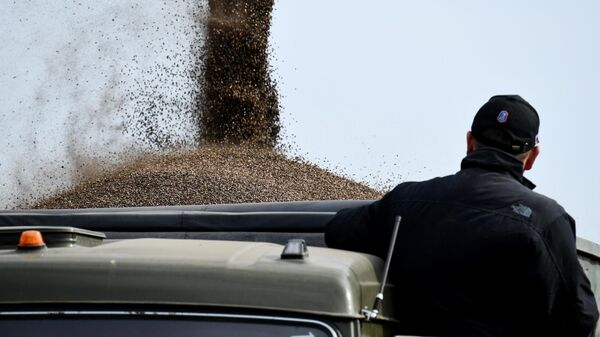 俄农产品出口发展中心：2025年前十一个月中国成为俄荞麦最大进口国 - 俄罗斯卫星通讯社